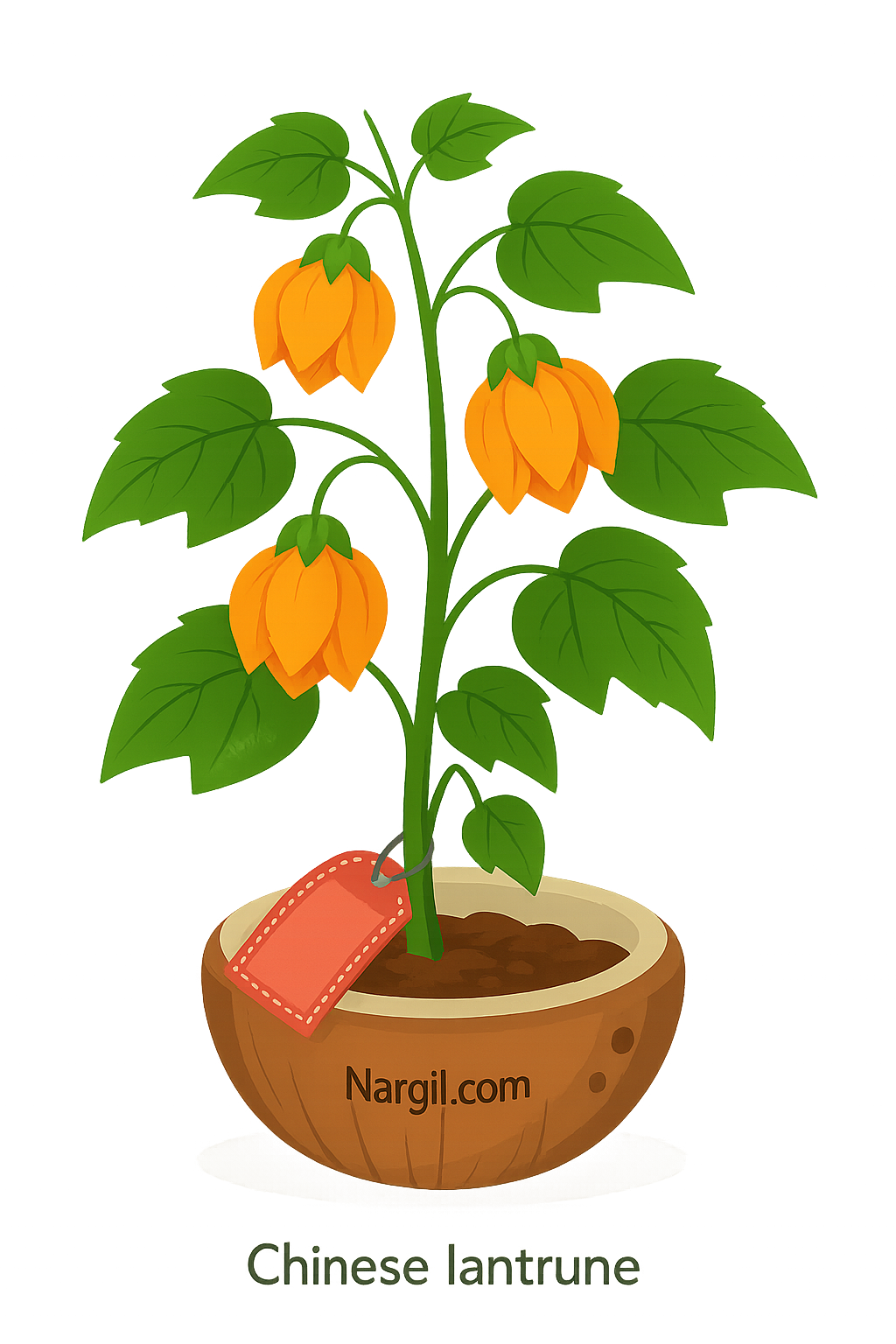  Nargil - Chinese lantern
